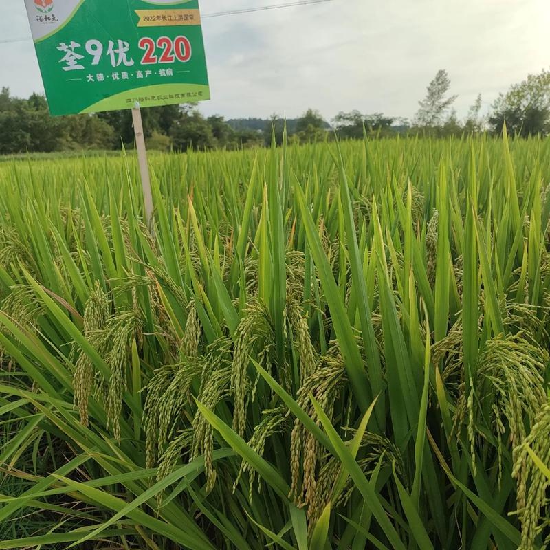 穗·优质·高产·抗疫情——荃9优裕和元 四川裕和元农业科技的水稻强芯之路
