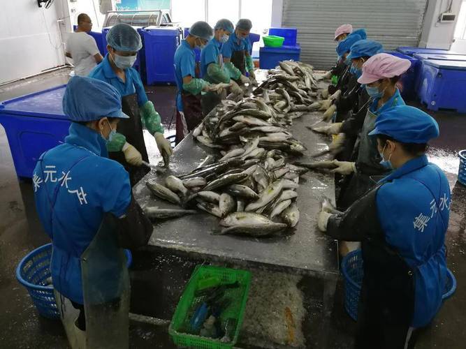 一二三产综合产值已过百亿元,带动农民走上了致富之路,海鲈加工产品