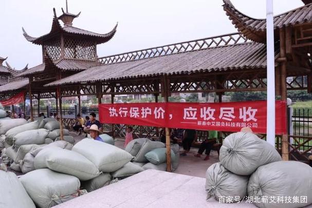湖北蕲艾科技集团工厂召开2022年蕲艾叶收购启动会